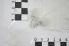 Клипса №11 молдинга порога 2103-2106 (кратно 20) Харьков F2130023696 (фото 1)